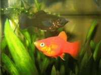 peces