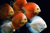 peces