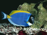 peces