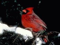 pajaros