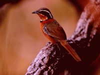 pajaros