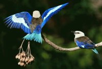 pajaros