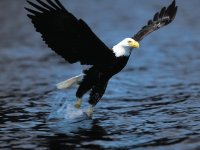 águila real cazando