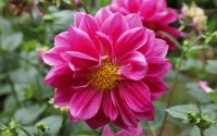 flores