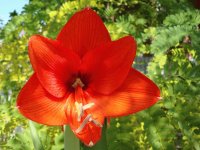 flores