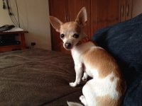 Mi mascota Cocó