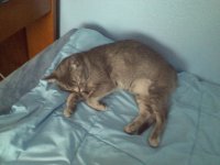 Angel Kitty