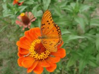 reposo naranja