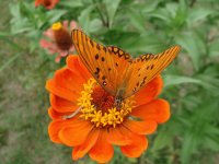 vuelo naranja