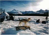 siberianos de ushuaia