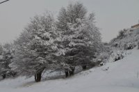 arbolitos nevados