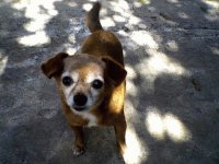 animal de estimação
