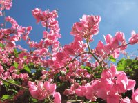 Flores em Alegrete - RS