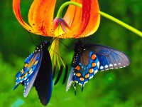 mis alas