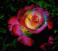 rosa dai 1000 colori