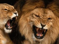 leones