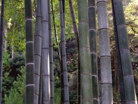 Kyoto, Bambus