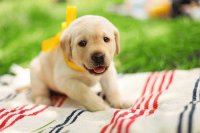 Sweet Puppy