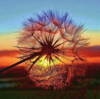 fiore