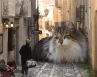 gattone