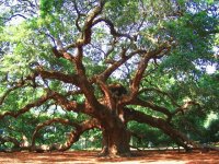 la natura