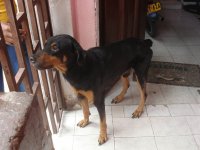 Mi perro Sebas