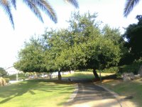 Avenue in Ramat Hasharon