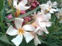 Oleander