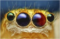 Ojos de araña