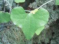 Leaf 4