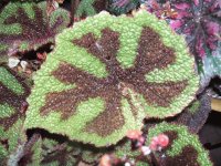 Leaf 5
