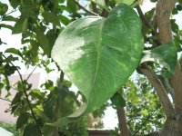 Leaf 7