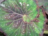 Leaf 8