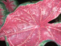 Leaf 9