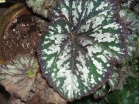 Leaf 10