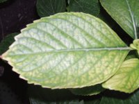 Leaf 11