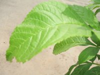 Leaf 12