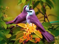 purple birds