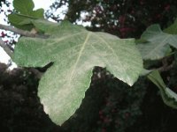 Leaf 13