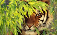 la tigre