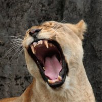 lioness