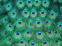 plumas de pavo