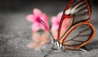 Mariposa plastica