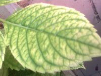 Leaf 14