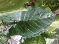 Leaf 15