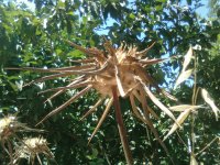 Thistle