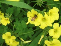 Bee in flower