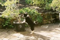 baby border collie