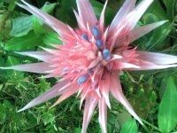 Amazing flower