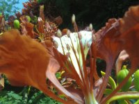 Amazing flower 2